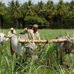 আজি সমগ্ৰ দেশে পালন কৰিছে কৃষি দিৱস