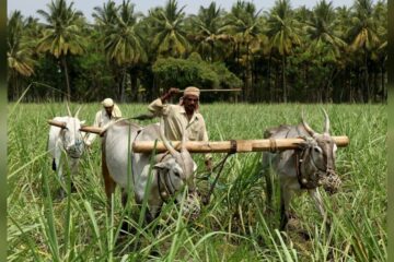 আজি সমগ্ৰ দেশে পালন কৰিছে কৃষি দিৱস