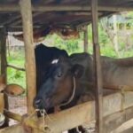 অসম আৰক্ষীৰ বৃহৎ সাফল্য