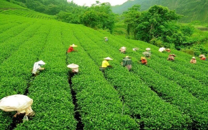 আন্তঃৰাষ্ট্ৰীয় চাহ দিৱস উদযাপন