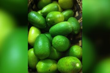 কাজি নেমু আপোনাৰো প্রিয় নেকি