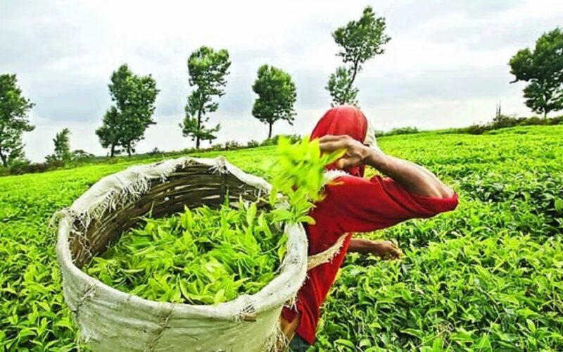 ভাৰতৰ চাহৰ চাহিদা বৃদ্ধি পাইছে বিদেশত