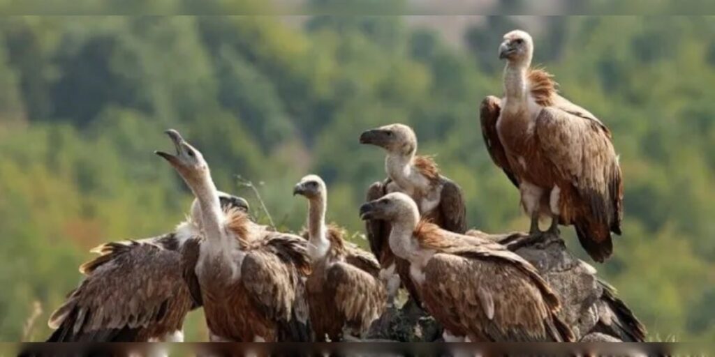 শগুনৰ সংখ্যা উদ্বেগজনকভাৱে হ্ৰাস, আঁৰৰ কাৰণ কি