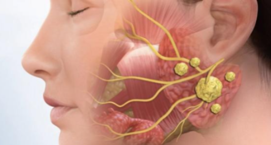 ‘টিউবেৰিয়েল গ্লেণ্ড’—মানৱ শৰীৰৰ নতুন সদস্য