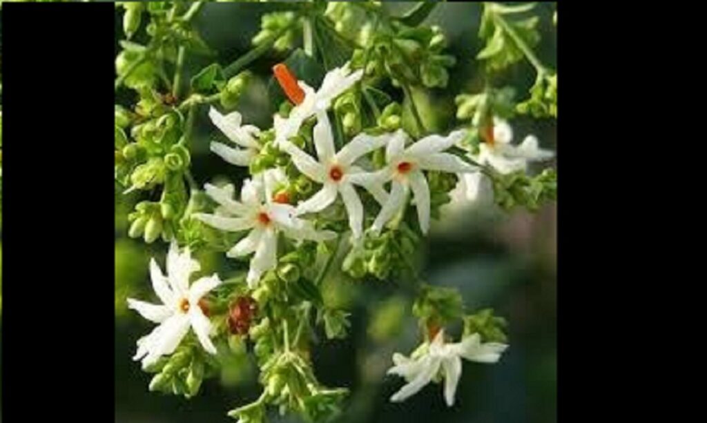 শৰৎ মানেই শেৱালিৰ সুবাস!অপূৰ্ব গোন্ধৰ অধিকাৰী এই ফুলৰো আছে অনেক উপকাৰিতা