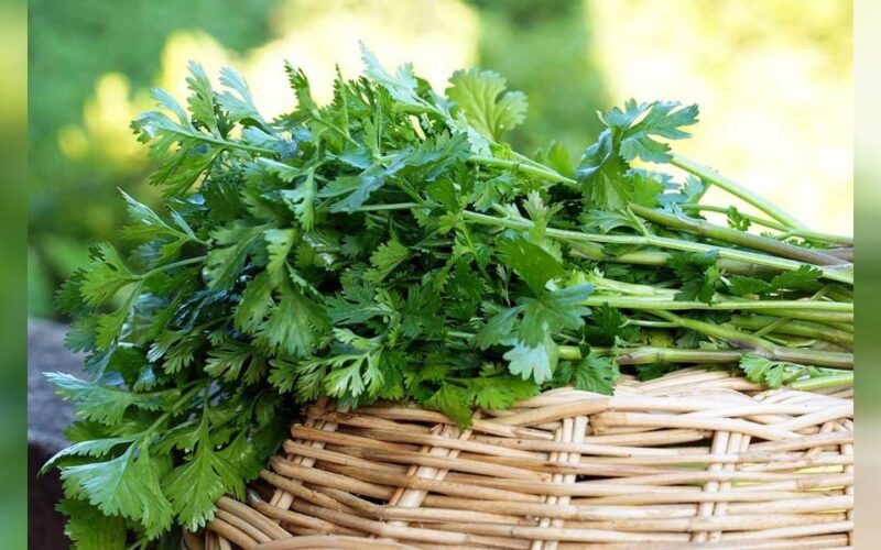 ধনিয়াৰ স্বাস্থ্যৰ উপকাৰিতা