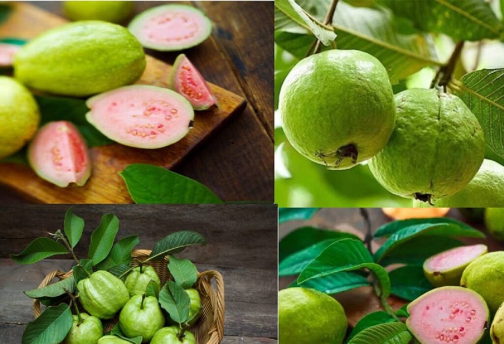 আচৰিত গুণেৰে ভৰপূৰ মধুৰিআম