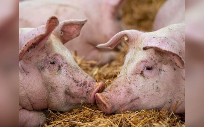 উজনি অসমৰ কেইবাখনো জিলাত গাহৰি মাংস বিক্ৰী বন্ধ কৰিছে