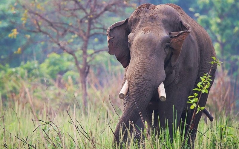 কলিয়াবৰত বন্যহস্তীৰ সন্ত্ৰাস! এইবাৰ বনৰীয়া হাতীৰ গছকত মহিলাৰ মৃত্যু