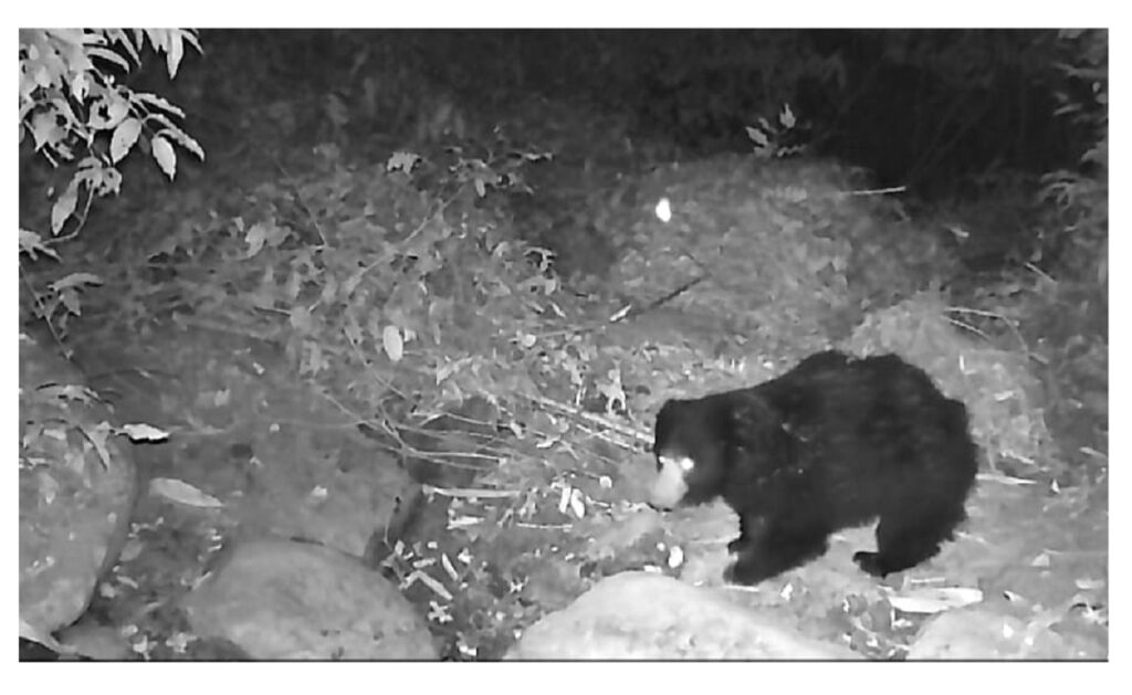 সাংবাদিকৰ কেমেৰাত বন্দী মেঘালয় সীমান্তবৰ্তী ৰাণী সংৰক্ষিত বনাঞ্চলত বিলুপ্তপ্ৰায় প্ৰজাতিৰ ভালুকৰ বিচৰণৰ দৃশ্য