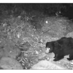 সাংবাদিকৰ কেমেৰাত বন্দী মেঘালয় সীমান্তবৰ্তী ৰাণী সংৰক্ষিত বনাঞ্চলত বিলুপ্তপ্ৰায় প্ৰজাতিৰ ভালুকৰ বিচৰণৰ দৃশ্য