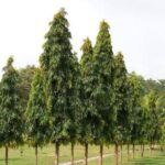 দেৱদাৰু গছৰ প্ৰধান উপকাৰিতাসমূহ