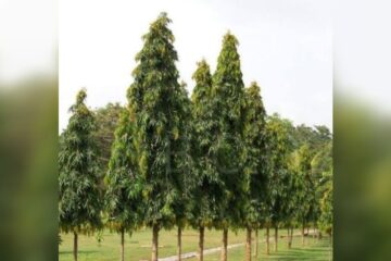 দেৱদাৰু গছৰ প্ৰধান উপকাৰিতাসমূহ