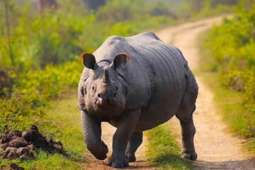 কাজিৰঙাত বনকৰ্মীৰ ওপৰত আক্ৰমণ গঁড়ৰ; হাস্পতালত ভৰ্তি