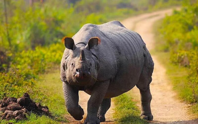 কাজিৰঙাত বনকৰ্মীৰ ওপৰত আক্ৰমণ গঁড়ৰ; হাস্পতালত ভৰ্তি