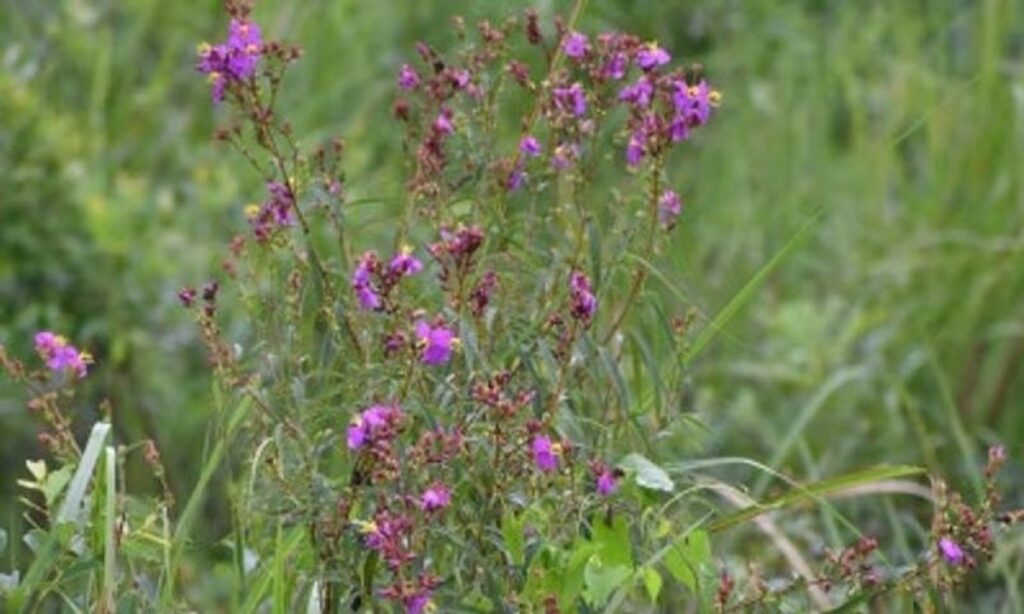 হাৰ্টথ্ৰৱ জুবিন গাৰ্গৰ নামত নতুন উদ্ভিদ; মানাহৰ বুকুত আৱিষ্কৃত বিশেষ প্ৰজাতি