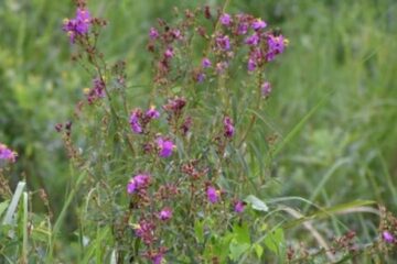হাৰ্টথ্ৰৱ জুবিন গাৰ্গৰ নামত নতুন উদ্ভিদ; মানাহৰ বুকুত আৱিষ্কৃত বিশেষ প্ৰজাতি