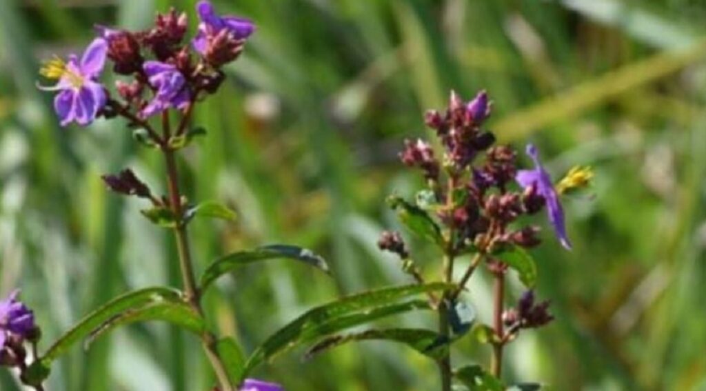 জুবিন গাৰ্গৰ নামত  নতুন ফুলৰ প্ৰজাতি আৱিষ্কাৰ