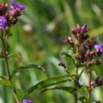 জুবিন গাৰ্গৰ নামত  নতুন ফুলৰ প্ৰজাতি আৱিষ্কাৰ