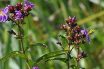 জুবিন গাৰ্গৰ নামত  নতুন ফুলৰ প্ৰজাতি আৱিষ্কাৰ