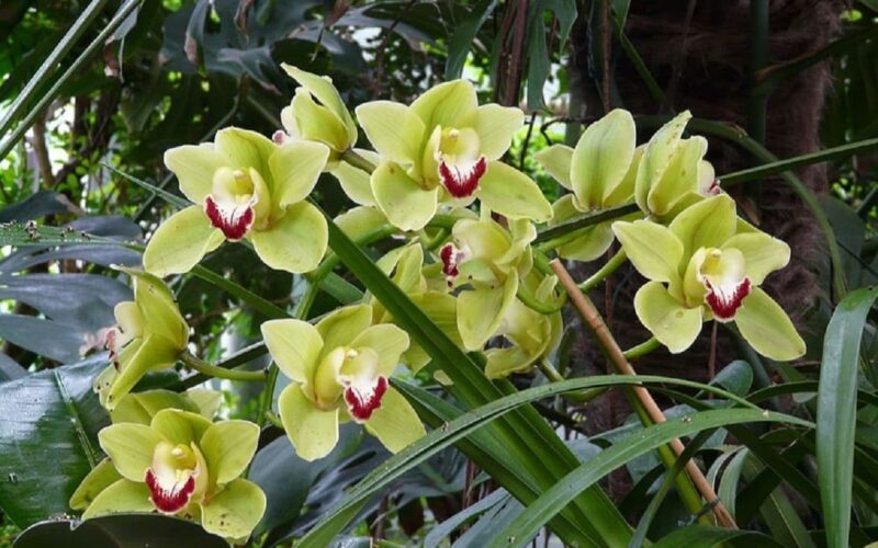 অসমৰ প্ৰাকৃতিক মহিমাৰে অনুপ্ৰাণিত ছিকিমৰ অৰ্কিড বিশেষজ্ঞ; আঠ বছৰীয়া গৱেষণাৰ অন্তত ফুলিল ‘সেউজীয়া কাজিৰঙা’