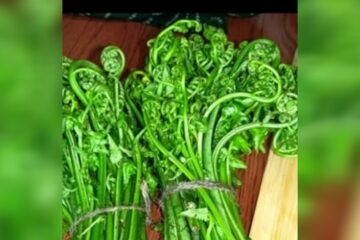 ঢেকীয়া শাকৰ উপকাৰী গুণৰ বিষয়ে জানেনে