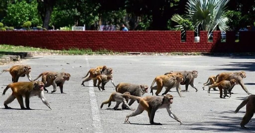 এটা বান্দৰ ধৰিলে লাভ কৰিব নগদ ৬০০ টকাৰ পুৰস্কাৰ; মহাৰাষ্ট্ৰত বান্দৰ-মানুহৰ সংঘাত ৰুধিবলৈ নতুন পদক্ষেপ চৰকাৰৰ