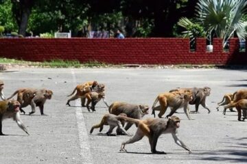 এটা বান্দৰ ধৰিলে লাভ কৰিব নগদ ৬০০ টকাৰ পুৰস্কাৰ; মহাৰাষ্ট্ৰত বান্দৰ-মানুহৰ সংঘাত ৰুধিবলৈ নতুন পদক্ষেপ চৰকাৰৰ