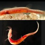 গোৱালপাৰাৰ ভূগৰ্ভত বিৰল প্ৰজাতিৰ মাছৰ সন্ধান; ৰাজ্যৰ জৈৱ-বৈচিত্ৰ্যক লৈ উৎসাহিত মুখ্যমন্ত্রী