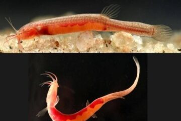 গোৱালপাৰাৰ ভূগৰ্ভত বিৰল প্ৰজাতিৰ মাছৰ সন্ধান; ৰাজ্যৰ জৈৱ-বৈচিত্ৰ্যক লৈ উৎসাহিত মুখ্যমন্ত্রী