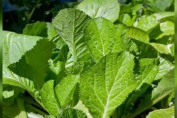এবিধ উপকাৰী শাক