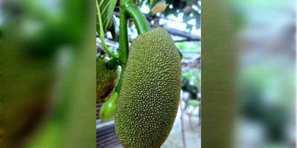কঠালৰ মুচিৰ স্বাস্থ্যগত উপকাৰিতা