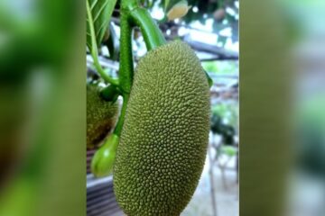 কঠালৰ মুচিৰ স্বাস্থ্যগত উপকাৰিতা