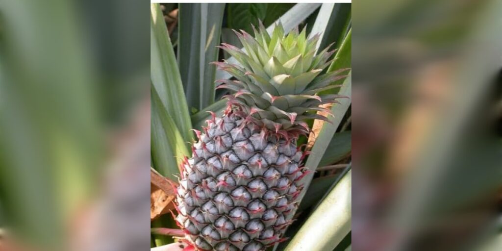 আনাৰসৰ উপকাৰী গুণৰ বিষয়ে জানেনে