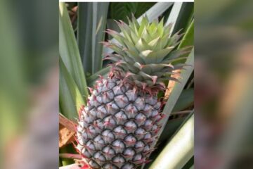 আনাৰসৰ উপকাৰী গুণৰ বিষয়ে জানেনে