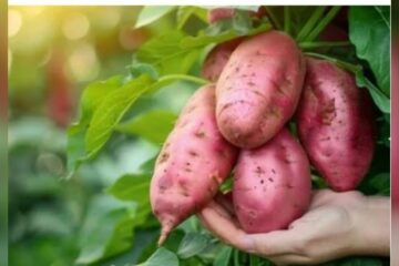 মিঠা আলুৰ উপকাৰী গুণৰ বিষয়ে জানেনে