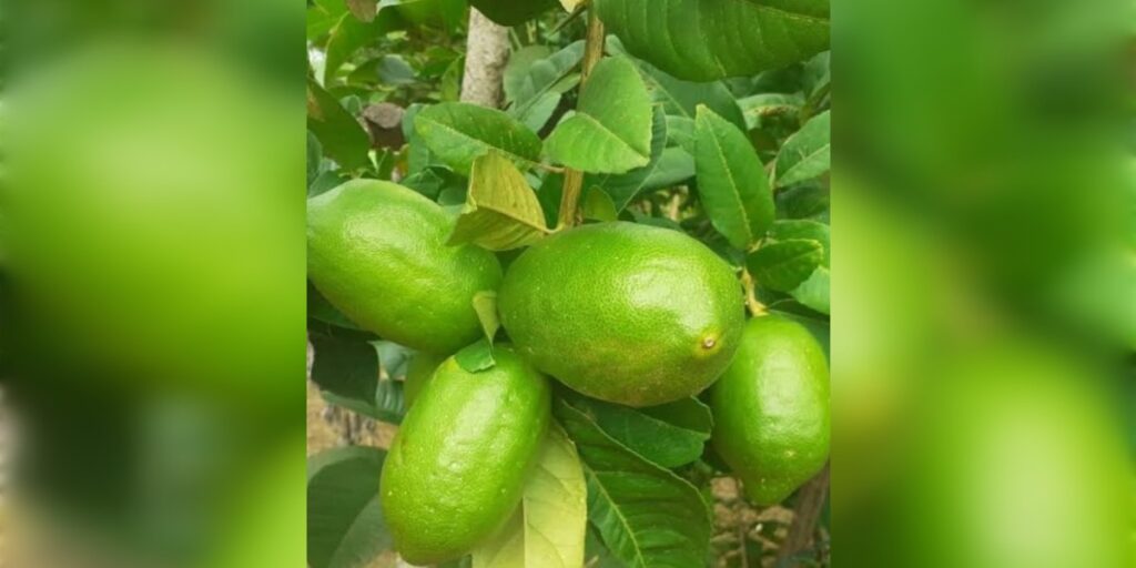 নেমুৰ উপকাৰী গুণ