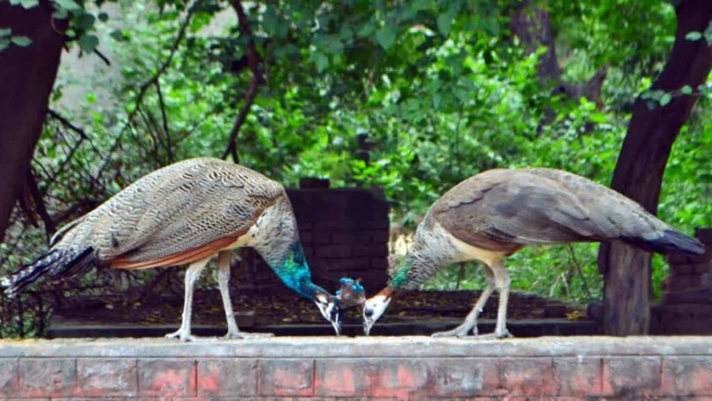 কৰ্ণাটকৰ তুমকুৰত ভাইৰাছৰ প্ৰকোপ, ৪৪টা ময়ুৰৰ মৃত্যুৰে জিলা জুৰি সজাগতা