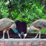 কৰ্ণাটকৰ তুমকুৰত ভাইৰাছৰ প্ৰকোপ, ৪৪টা ময়ুৰৰ মৃত্যুৰে জিলা জুৰি সজাগতা