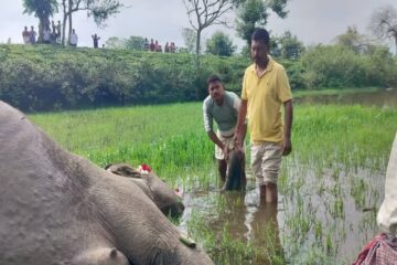 বনাঞ্চল সংকোচন আৰু মানুহ-হস্তী সংঘাতৰ মাজতে কলিয়াবৰত বন্যহস্তীৰ অস্বাভাৱিক মৃত্যু