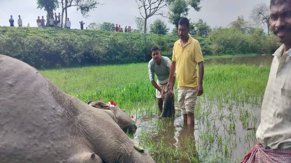 বনাঞ্চল সংকোচন আৰু মানুহ-হস্তী সংঘাতৰ মাজতে কলিয়াবৰত বন্যহস্তীৰ অস্বাভাৱিক মৃত্যু