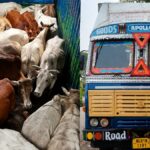 জাগীৰোডত অবৈধ গৰুভৰ্তি কন্টেইনাৰ জব্দ; পলায়ন চালক-হেণ্ডিমেনৰ