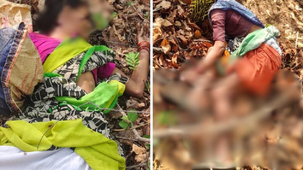 মহাৰাষ্ট্ৰৰ চন্দ্ৰপুৰত বাঘৰ সন্ত্ৰাস; কেন্দু পাত সংগ্ৰহ কৰিবলৈ গৈ প্ৰাণ হেৰুৱালে ৪ গৰাকী মহিলাই