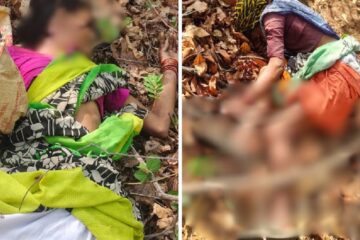 মহাৰাষ্ট্ৰৰ চন্দ্ৰপুৰত বাঘৰ সন্ত্ৰাস; কেন্দু পাত সংগ্ৰহ কৰিবলৈ গৈ প্ৰাণ হেৰুৱালে ৪ গৰাকী মহিলাই