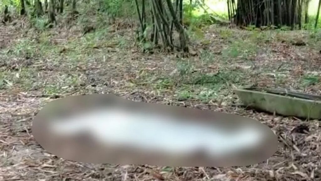 দেৰগাঁৱত শোকাবহ ঘটনা; পোহনীয়া হাতীৰ আক্ৰমণত প্ৰাণ গ’ল মাউতৰ