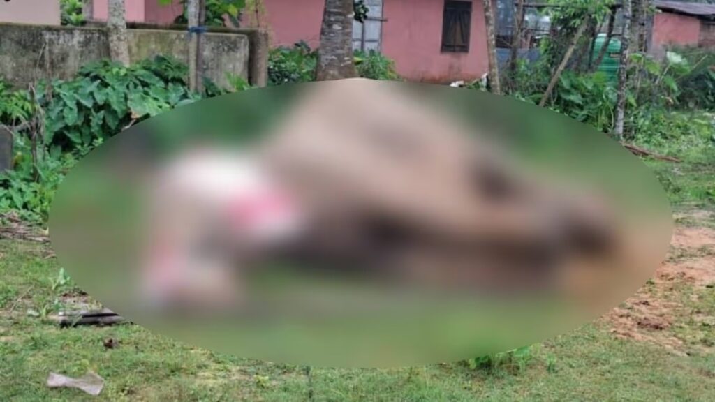 গোৱালপাৰাত বিদ্যুৎস্পৃষ্ট হৈ গৰ্ভৱতী বন্যহস্তীৰ মৃত্যু