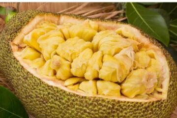 কঠালৰ উপকাৰিতা: স্বাস্থ্যৰ বাবে কিমান লাভজনক?