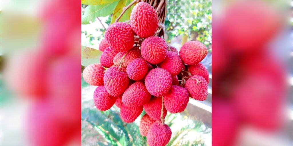 আৰম্ভ হৈছে দুদিনীয়া “তেজপুৰ লিচু উৎসৱ–২০২৬”