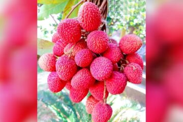 আৰম্ভ হৈছে দুদিনীয়া “তেজপুৰ লিচু উৎসৱ–২০২৬”