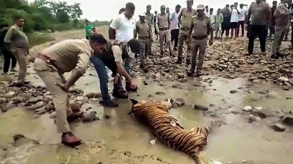 বন্যপ্ৰাণী চোৰাং চিকাৰৰ আশংকা; গাভৰু নদীত উদ্ধাৰ বাঘৰ ক্ষতবিক্ষত মৃতদেহ
